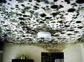 Black Mold growing on ceiling.